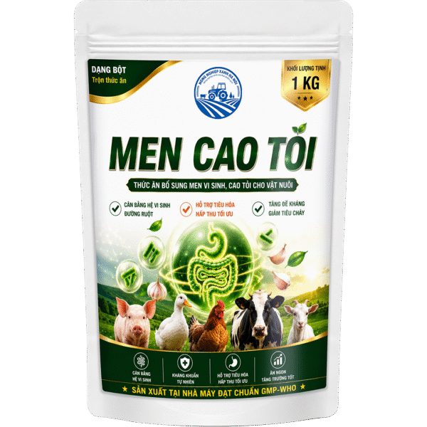 MEN CAO TỎI